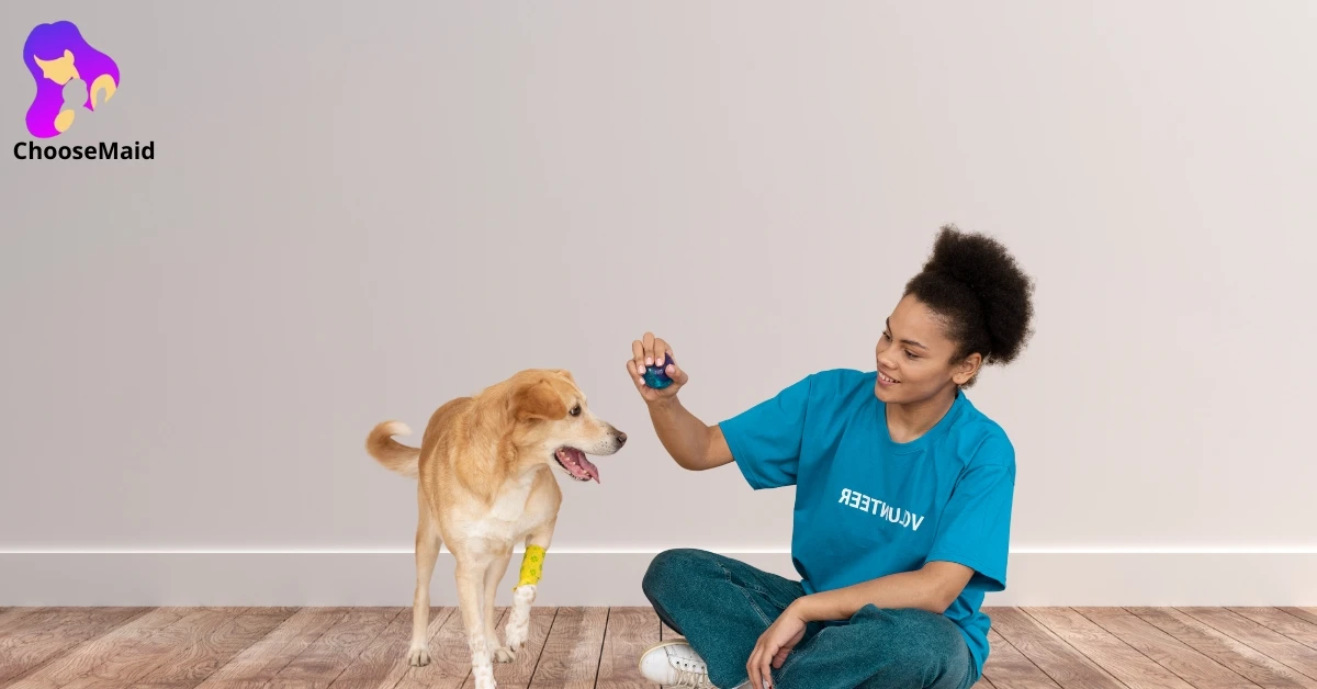 How to Hire a Pet Sitter Easily How to Hire a Pet Sitter Easily