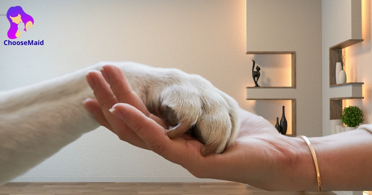 Why Pet Sitting in Dubai Is Important Why Pet Sitting in Dubai Is Important